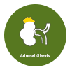 Adrenal Glands